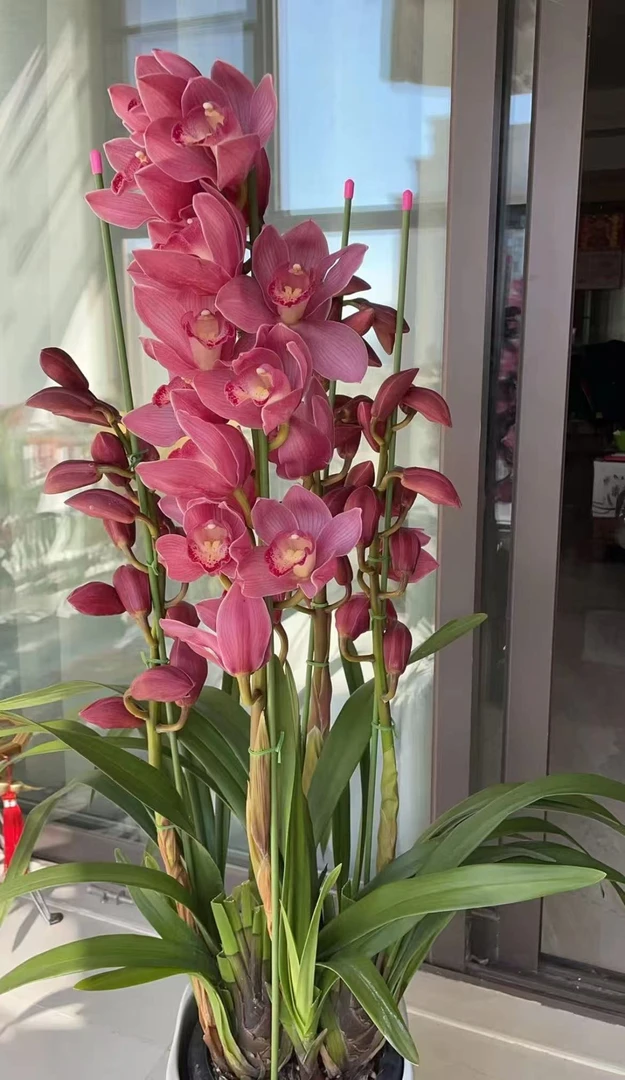 【英雄】 带盆 发货 大花蕙兰 兰花 年宵花 云南基地直发