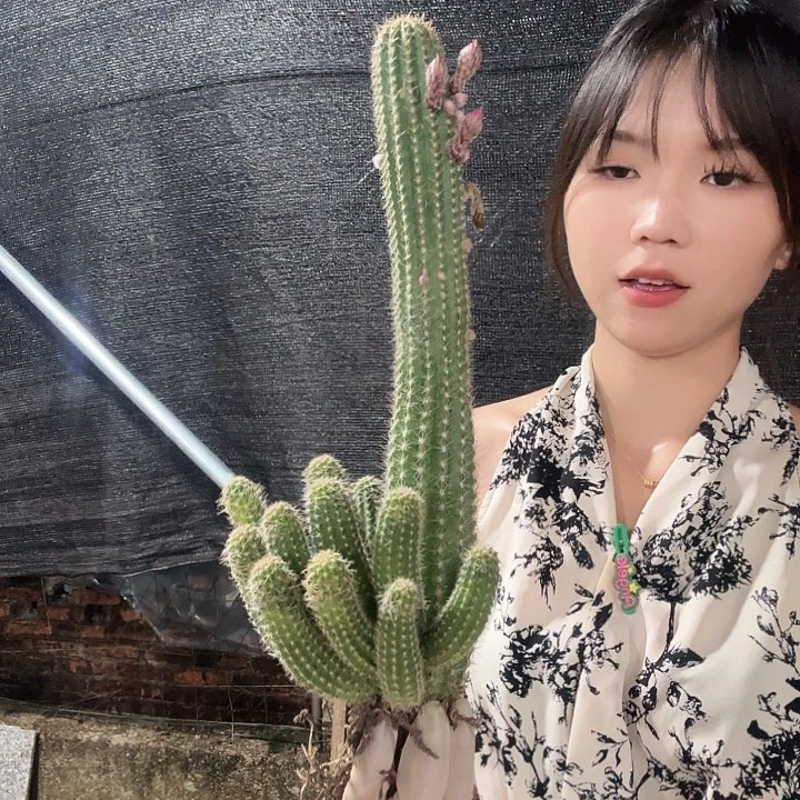 珍妮夫人大号（掉头掉崽不售后）