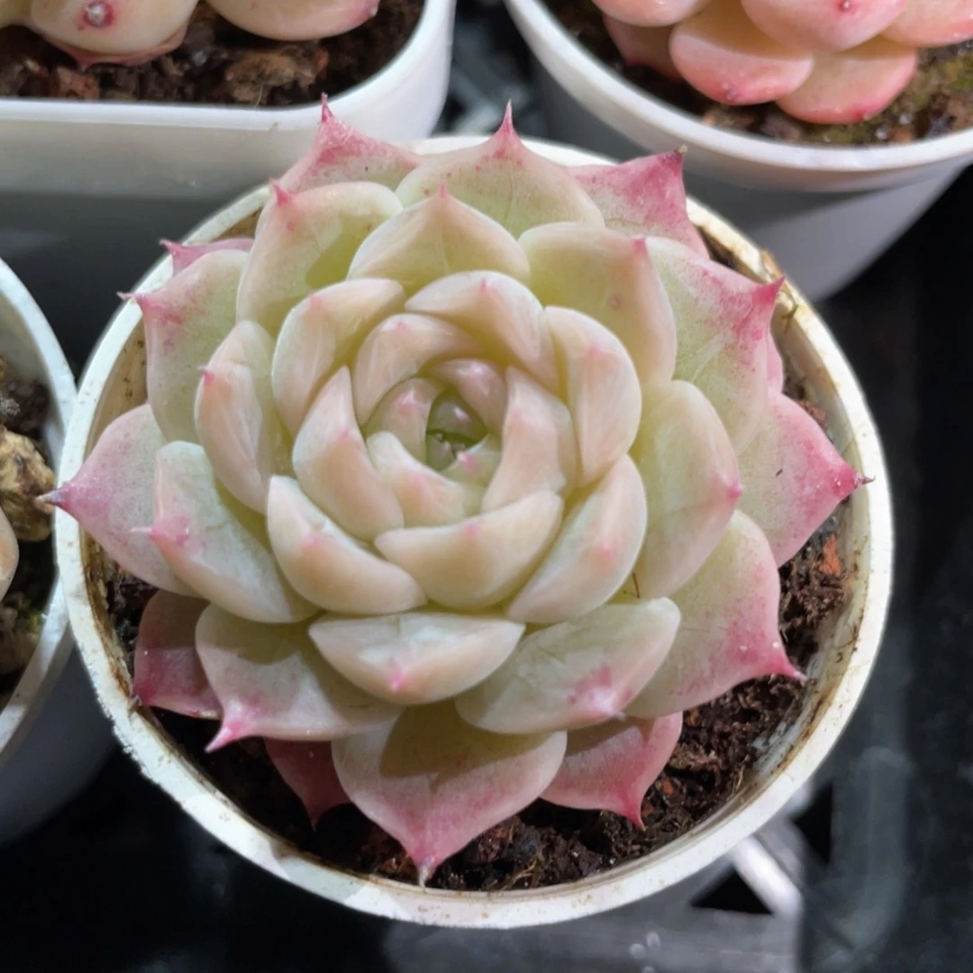 S****3优选女王福利1484