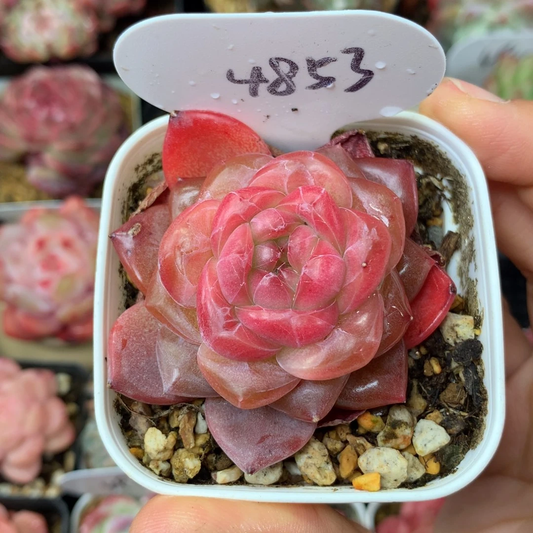 琥珀珍妮单头4853