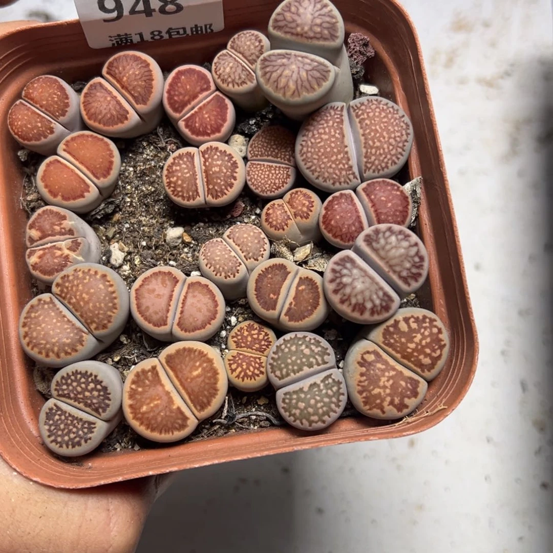 【闪购商品】 948。