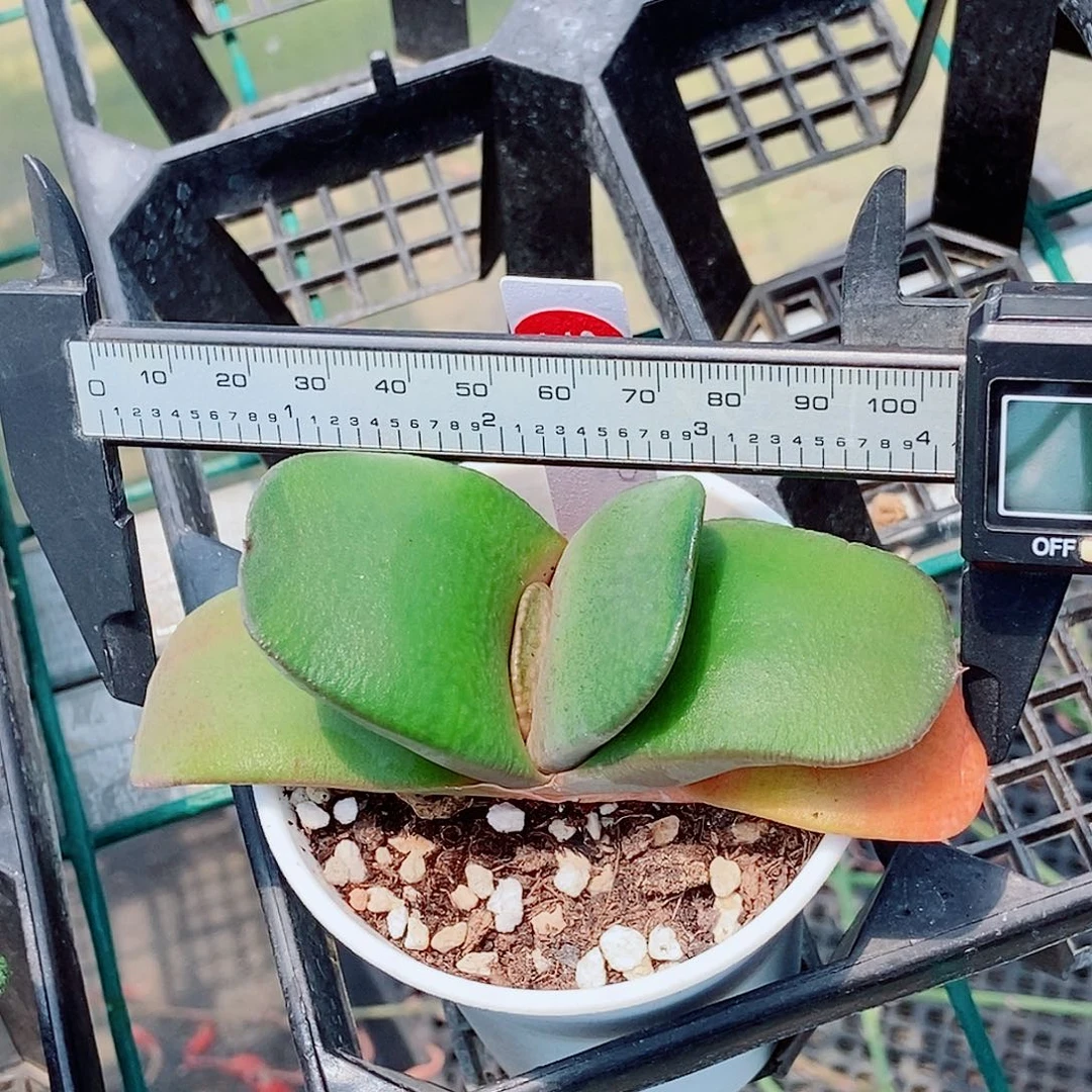 843卧牛实生带盆发货