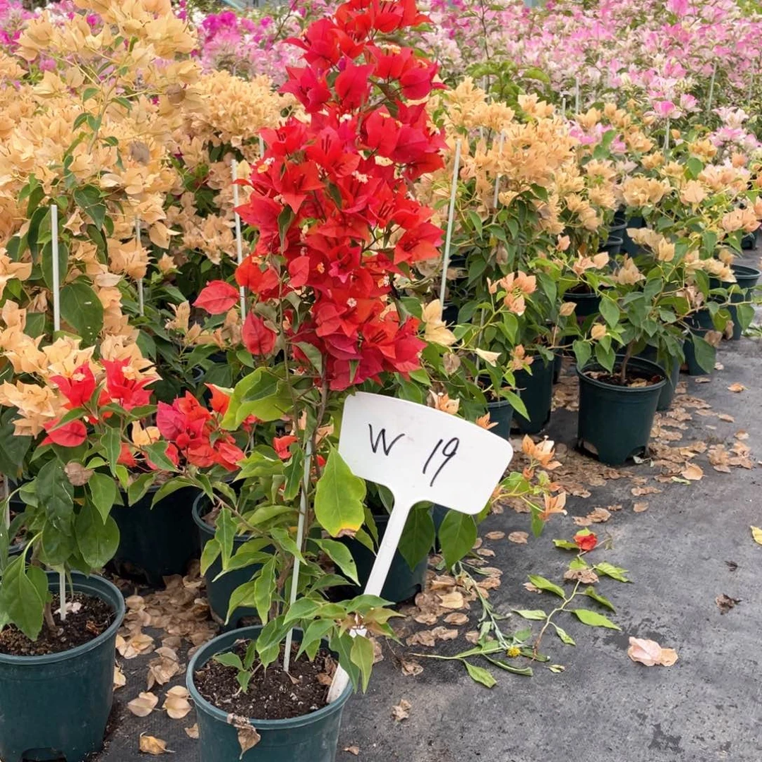 核***色大量花朵（建议范围：8朵-15朵 或40%以上）热火桑巴W19