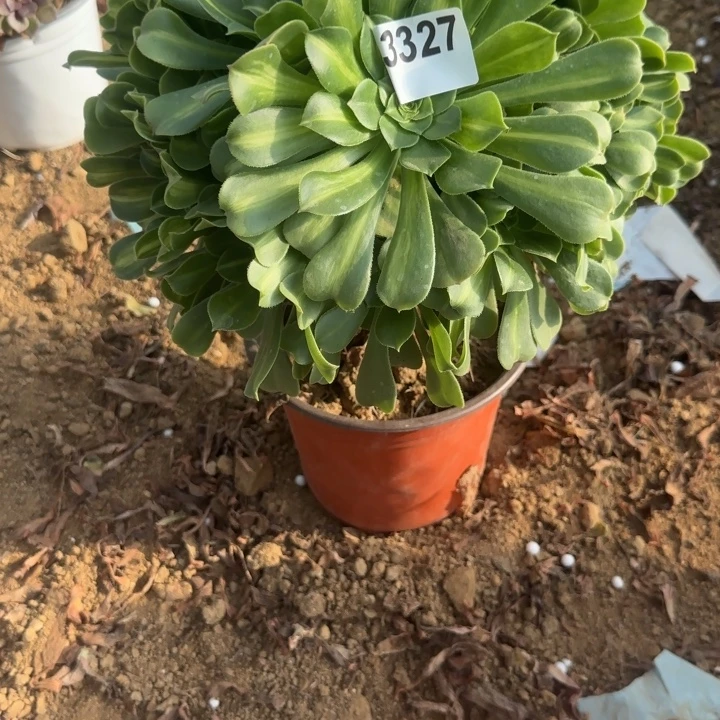 3327翡翠琉璃清棚处理不包断枝