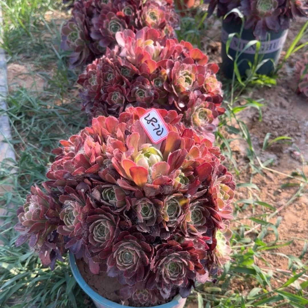 28-70安娜亮牌9.9多肉