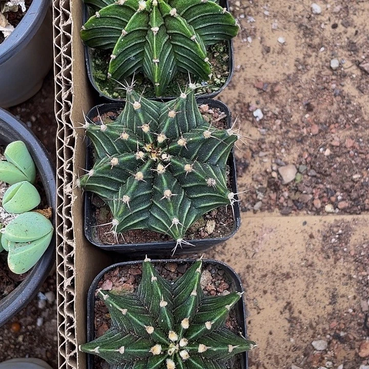 肋骨刺球带盆土发货