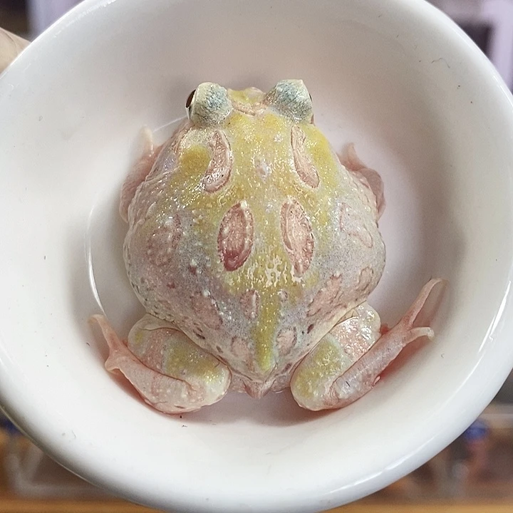 角蛙229号白色变异角蛙