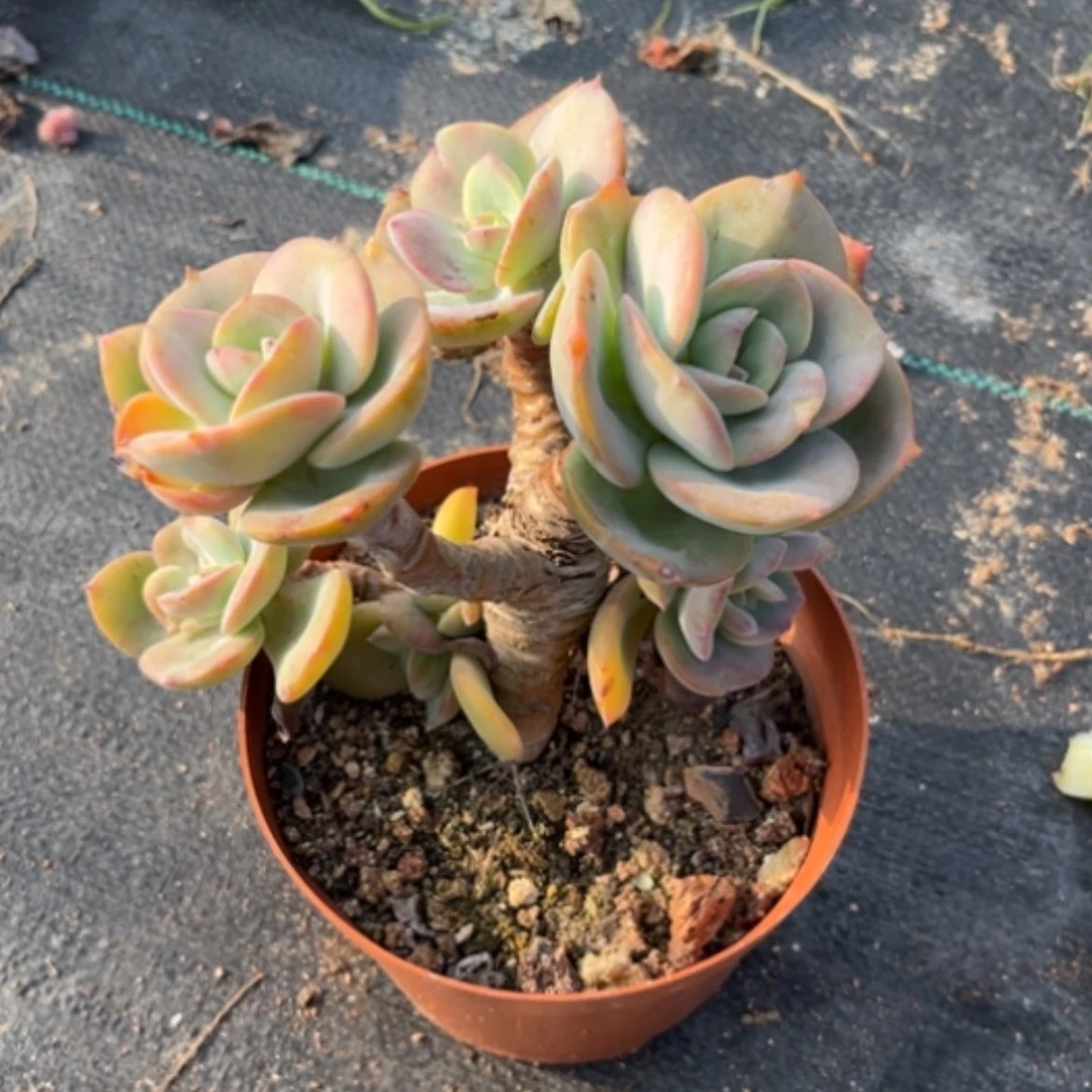 【闪购商品】E****祝白日