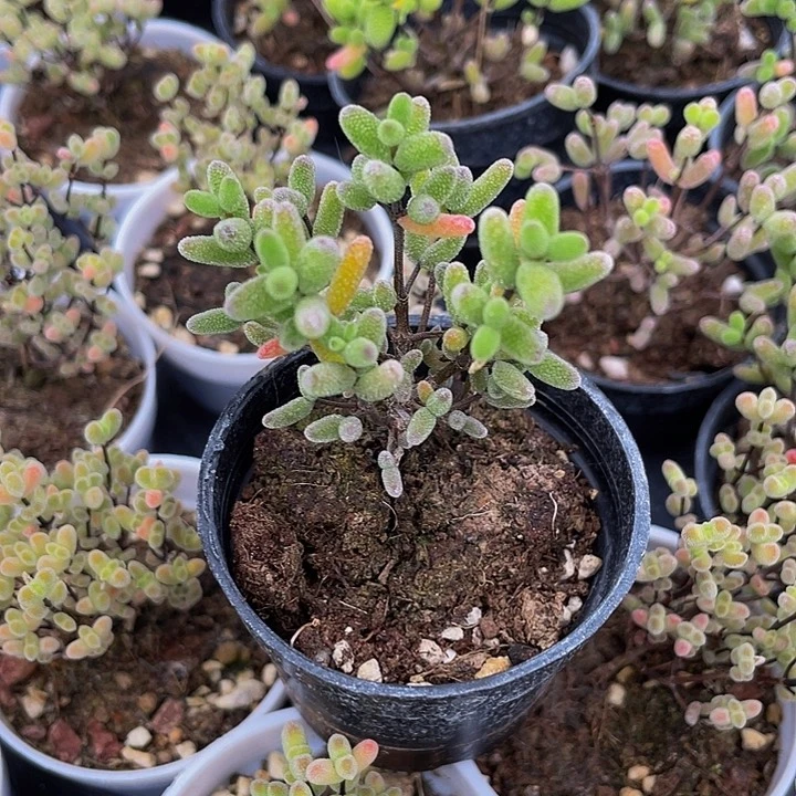 紫彩糖球2.8带哦土发