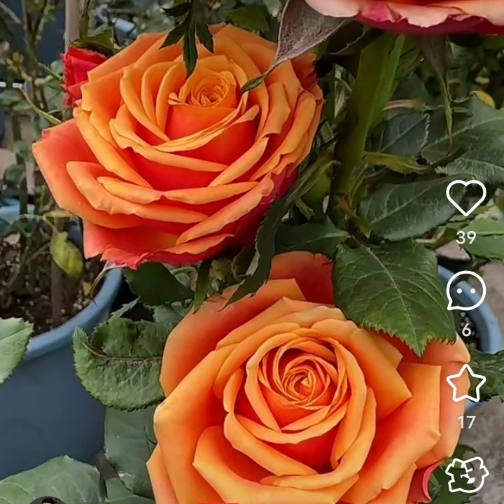 【科斯】复色大切花月季玫瑰花玫瑰庭院阳台花园地栽盆栽花卉基地