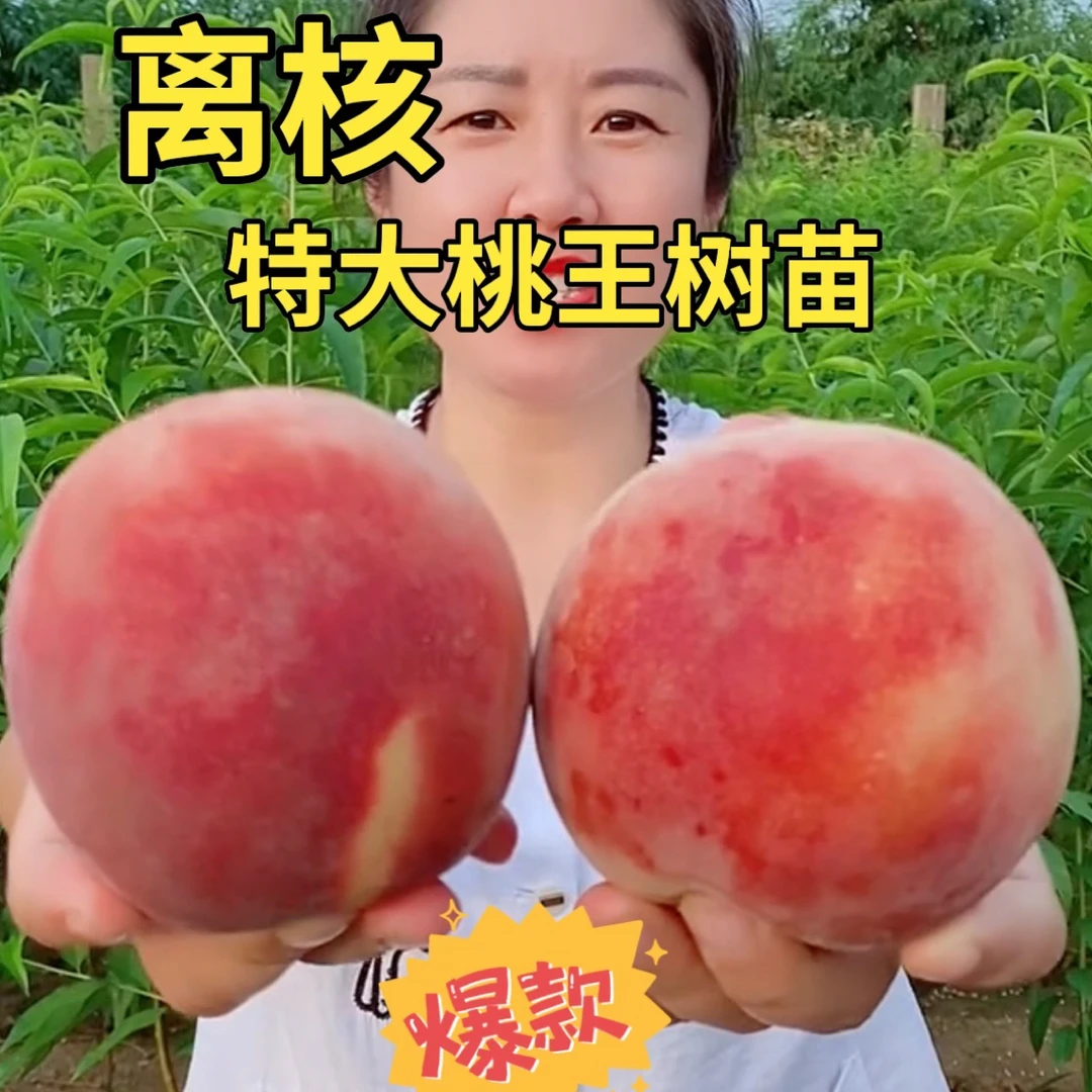 特大桃王桃树苗（8月成熟）南方北方均可种植