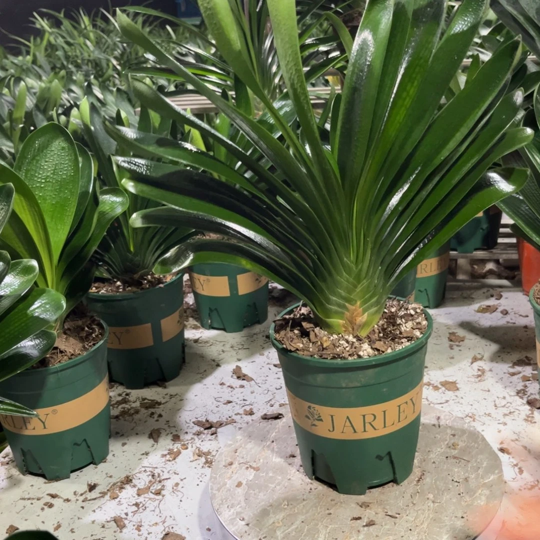 当前无花栽培后可以开花