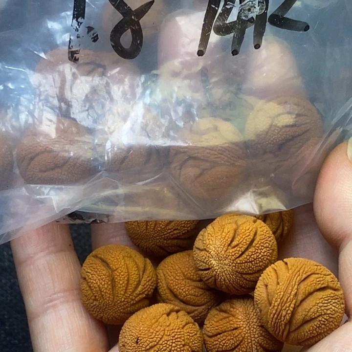 木质类秦岭山野生桃核