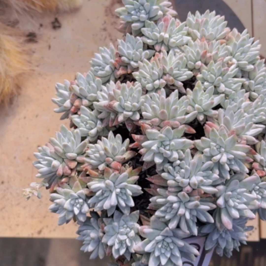 【闪购商品】白菊1040