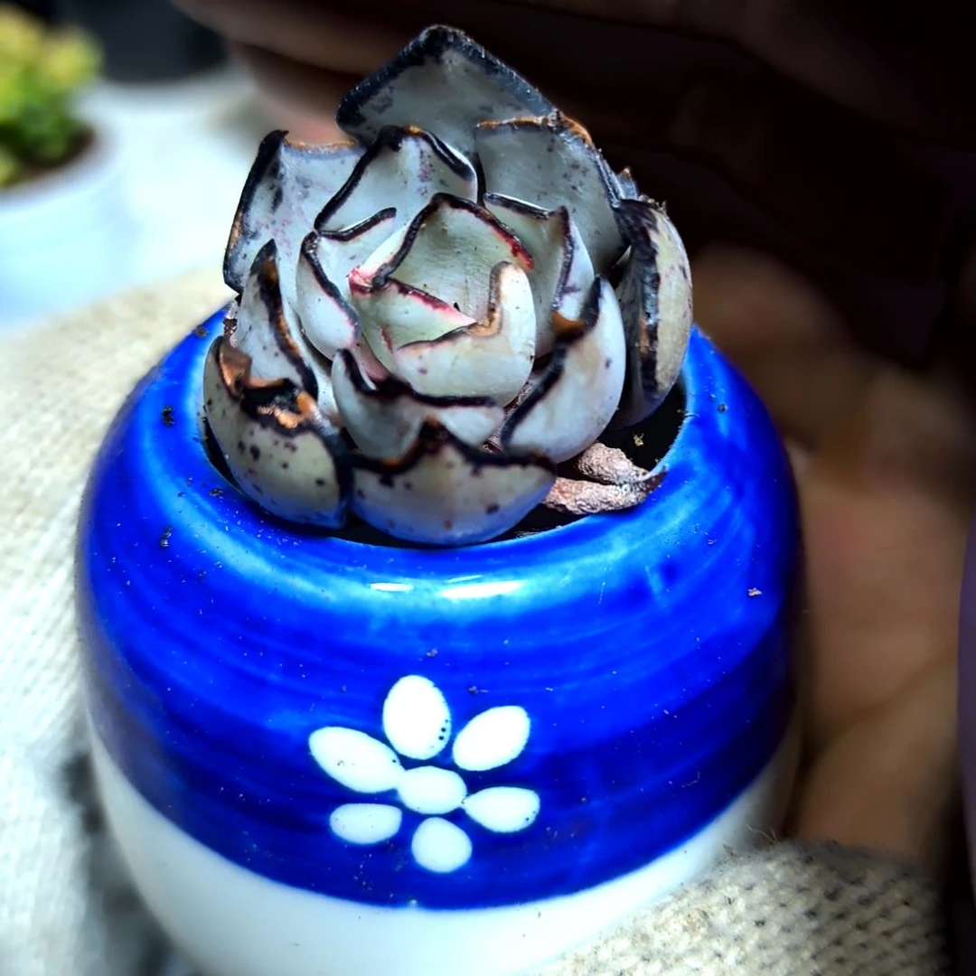 ，满9元包邮，黑娃子巨小