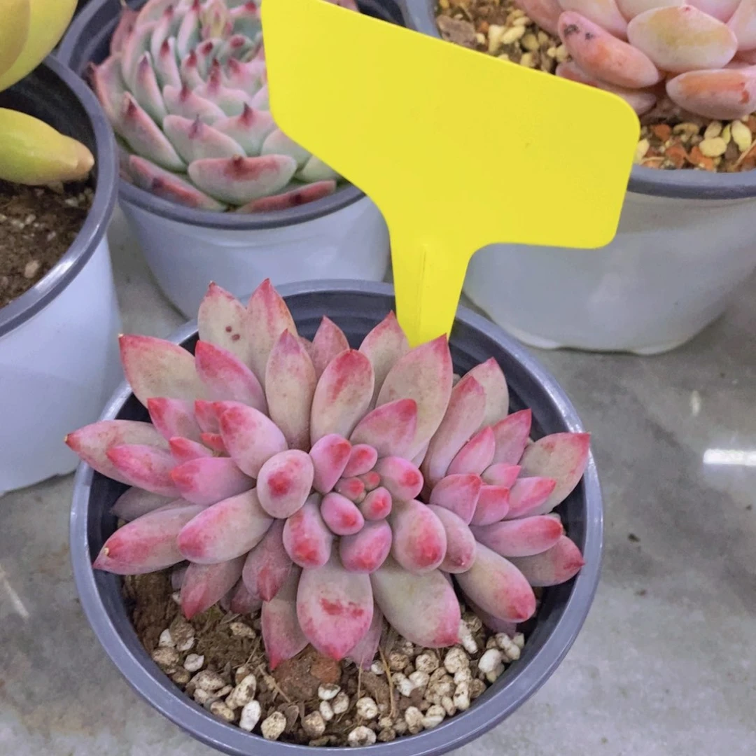 开心多肉植物多肉