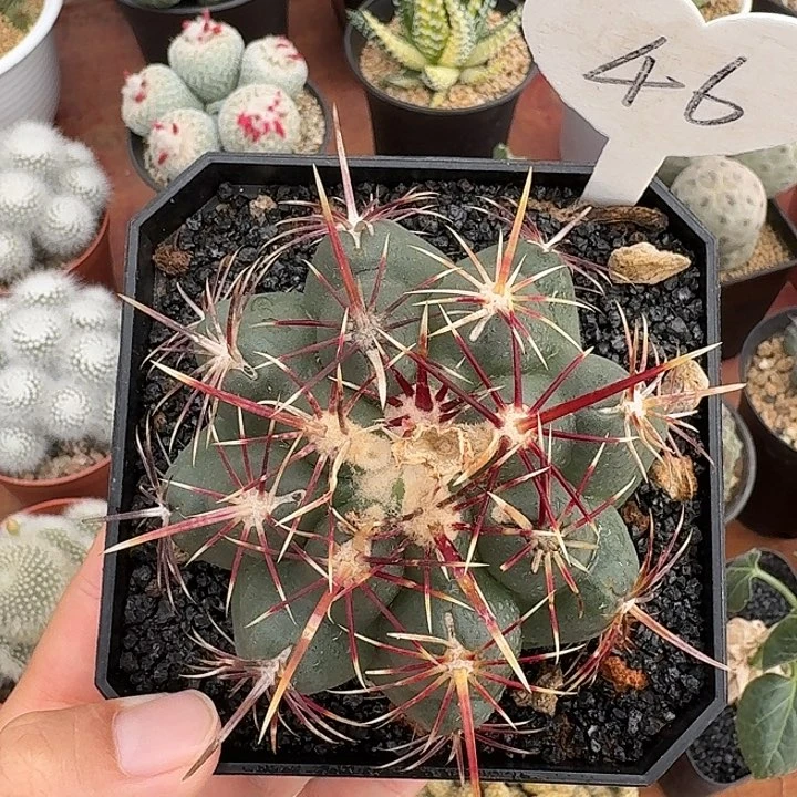 半***夏46号大统领仙人球123