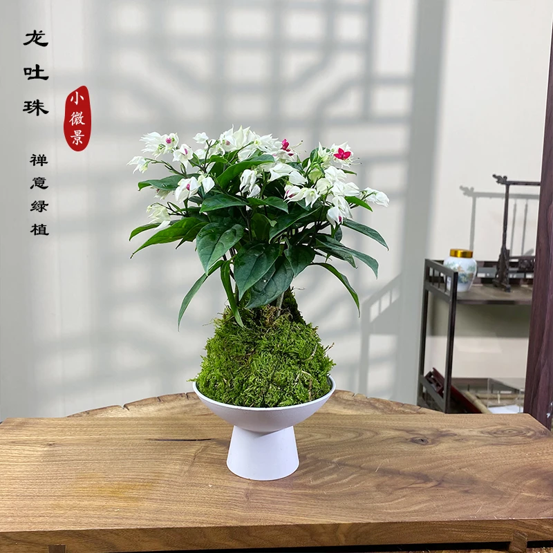 【龙吐珠】苔藓球绿植（带花）室内茶台书桌阳台窗台好养耐活绿植
