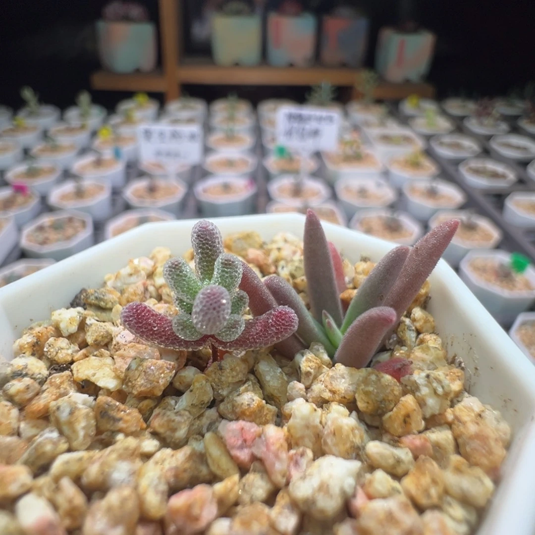 1 带 1，巨厚巨闪，尺寸很小， 433 实生粉冰晶，拍下不退不换