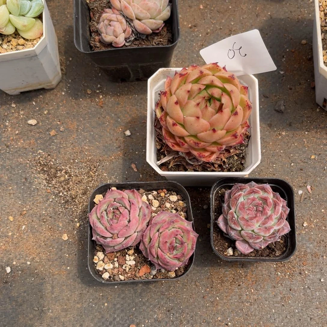 雨*0030组合3颗多肉