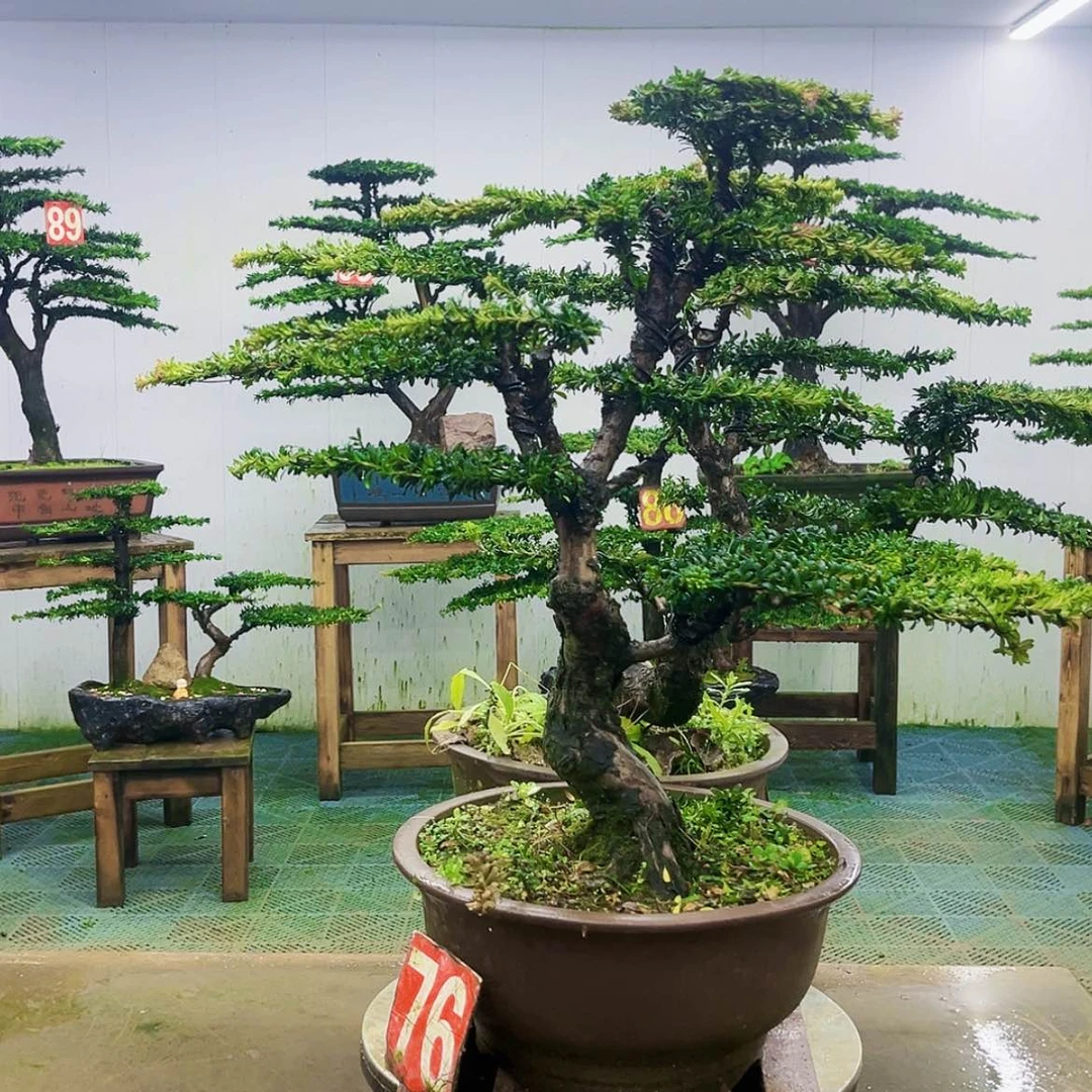 【闪购商品】无花朵