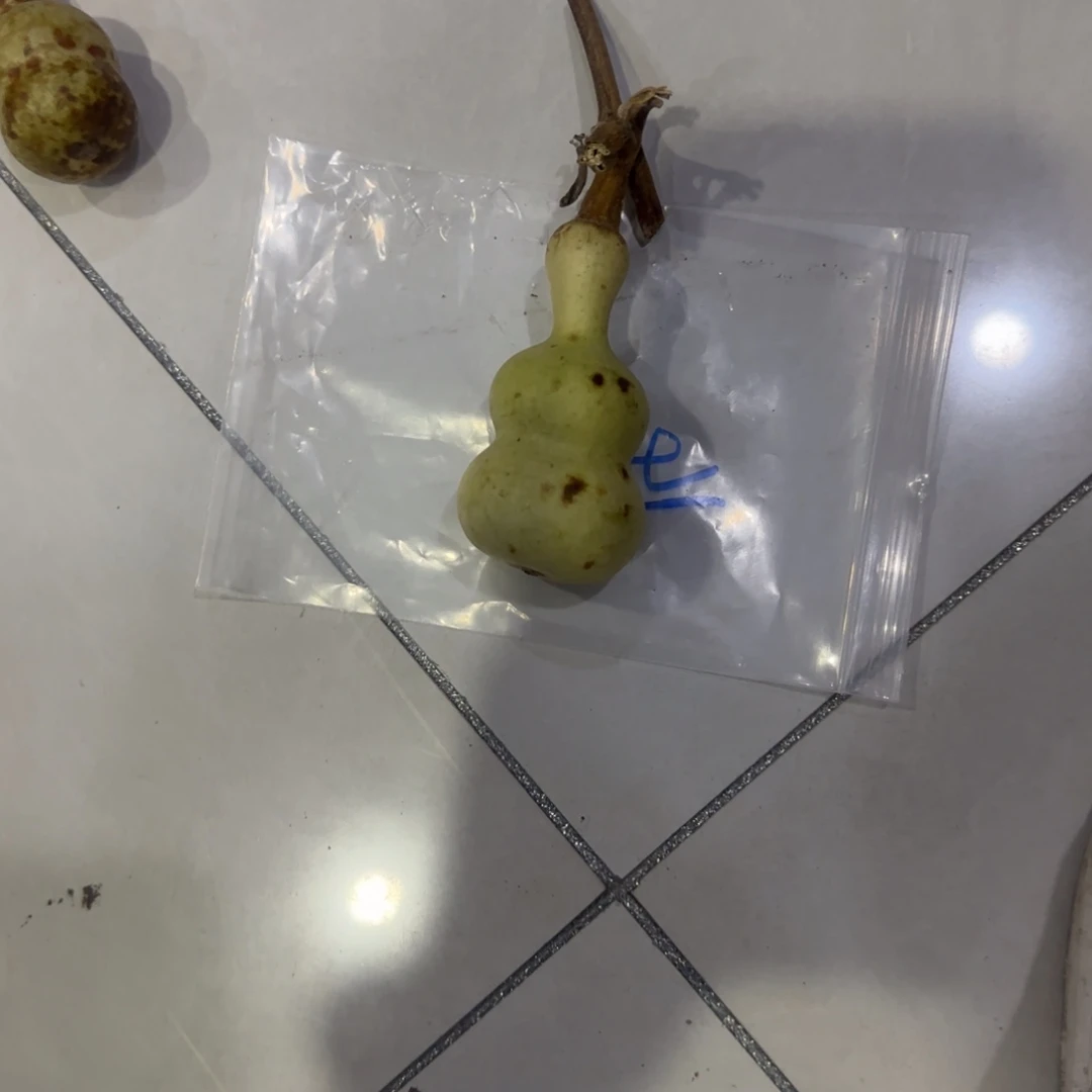 圆***满青皮不包成青皮不包成