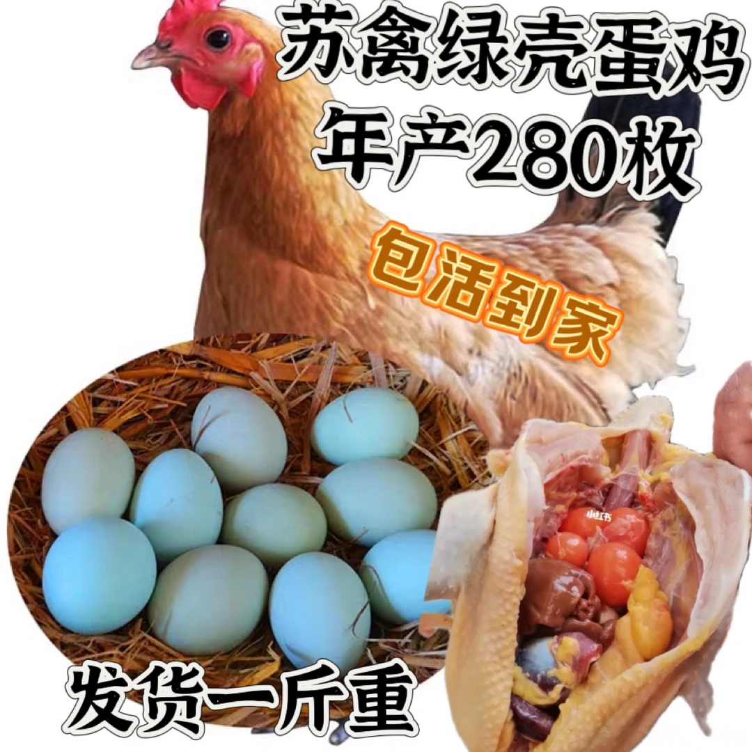 一斤重苏禽绿壳蛋宠物鸡 高产蛋鸡 疫苗齐全 包活到家