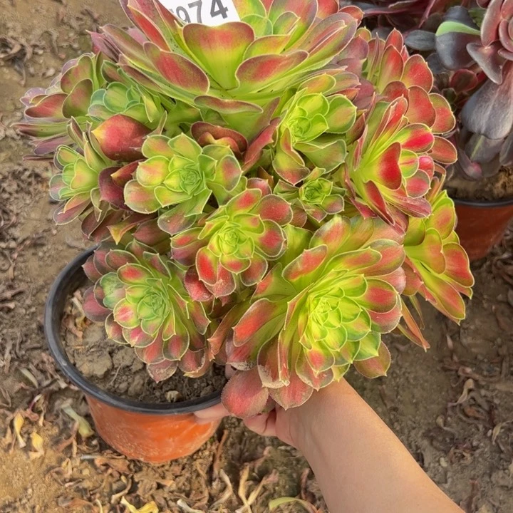 5974韶华杆歪不包损多肉植物