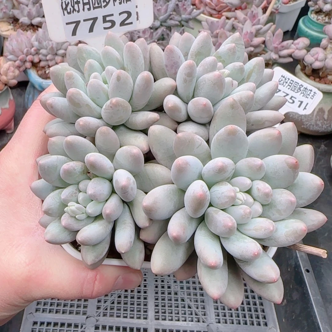 心****师多肉7752…………………………