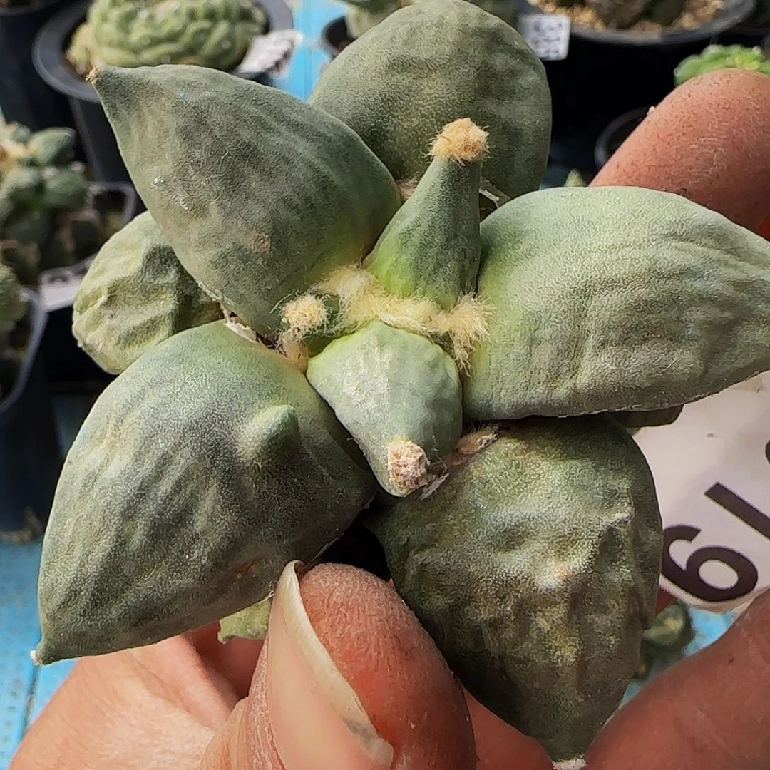 瘤尤怒涛819刚出根