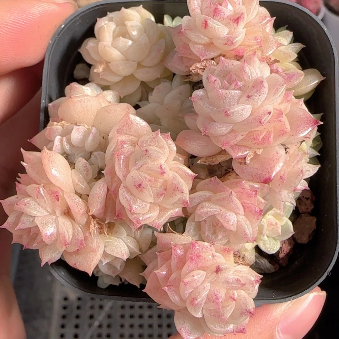 多肉1229-320麦秆群