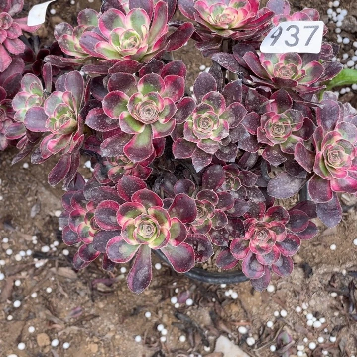 无花朵937多肉植物丽娜