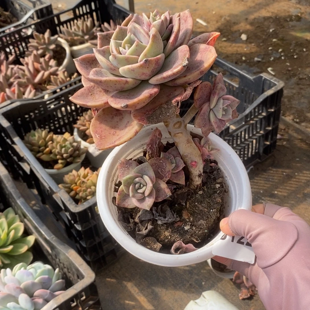 6122旭贺老桩一物一拍