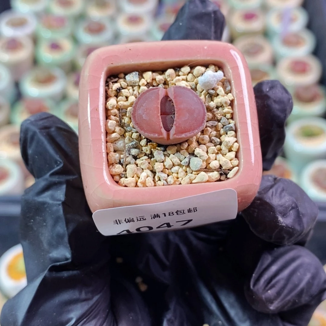 ?**?4047--一物一拍 带盆