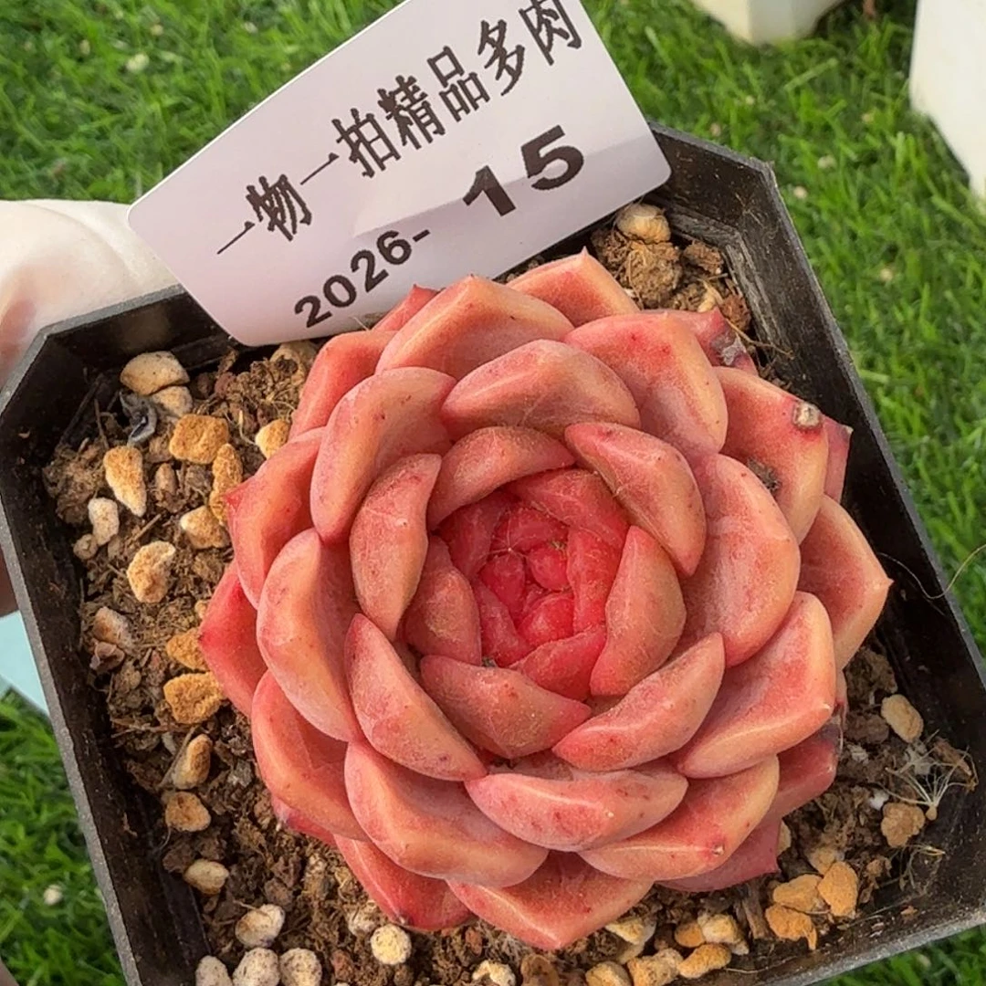 0101-15多肉一物一拍