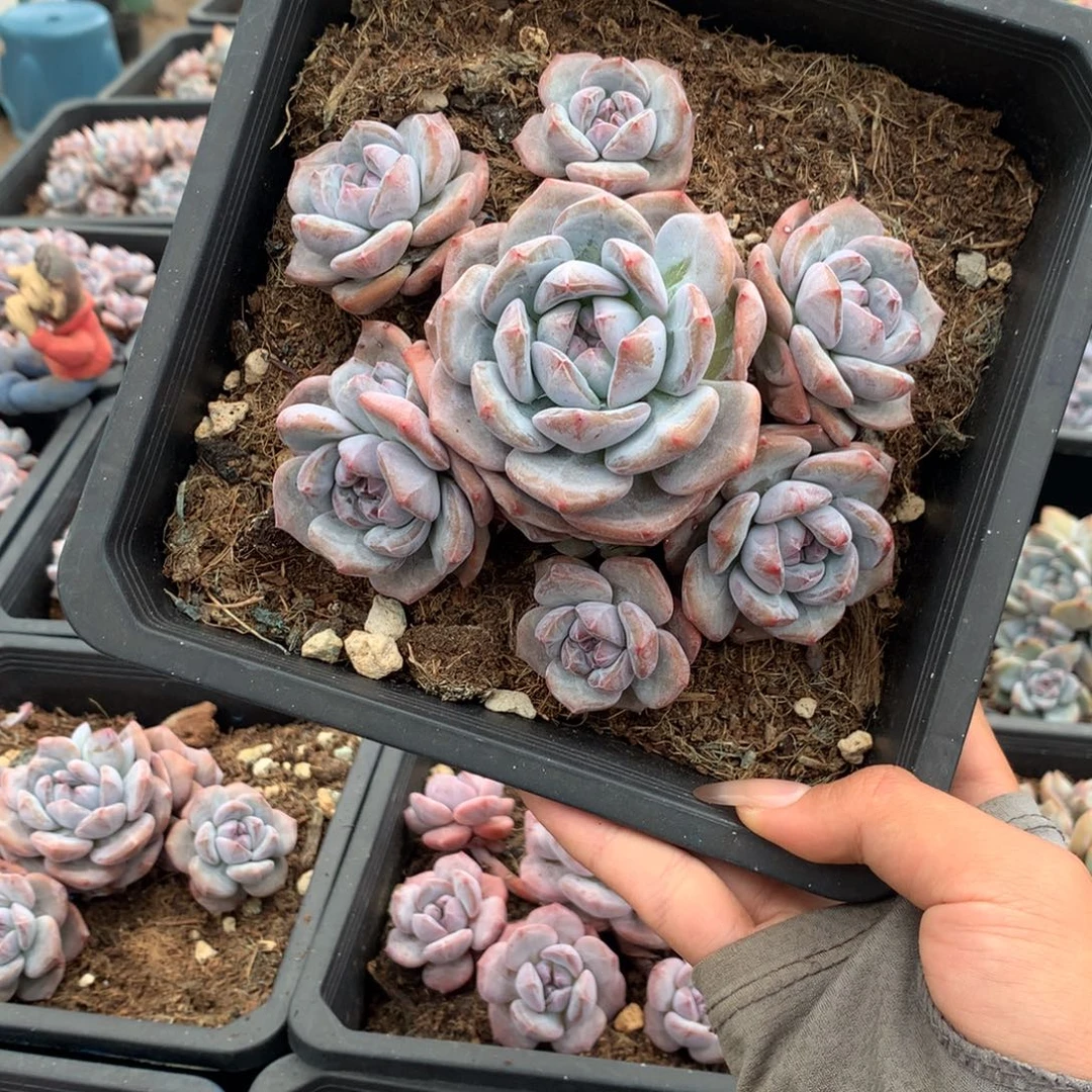 石榴籽无砍七头小脸