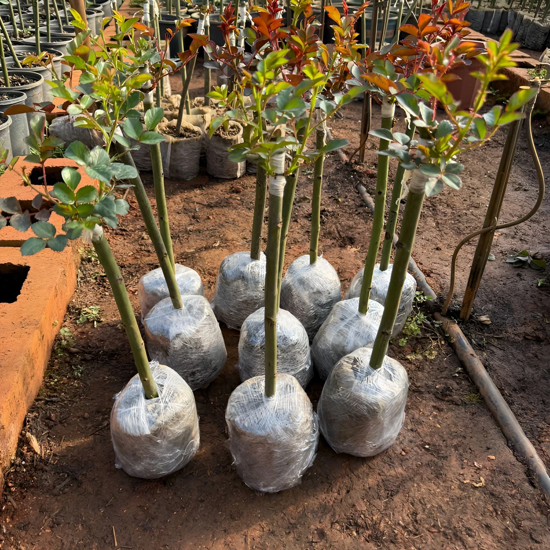 《嫁接多色月季棒棒糖》云南昆明基地直发带土室内外宜创意迷你植物