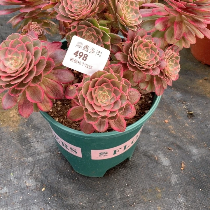 阿*桃498莲花座多肉植物