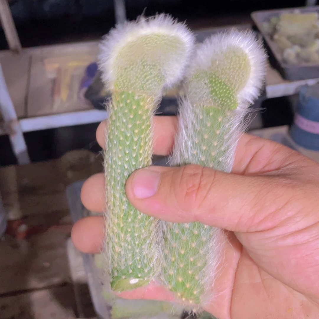 九尾狐嫁接缀化2个一组