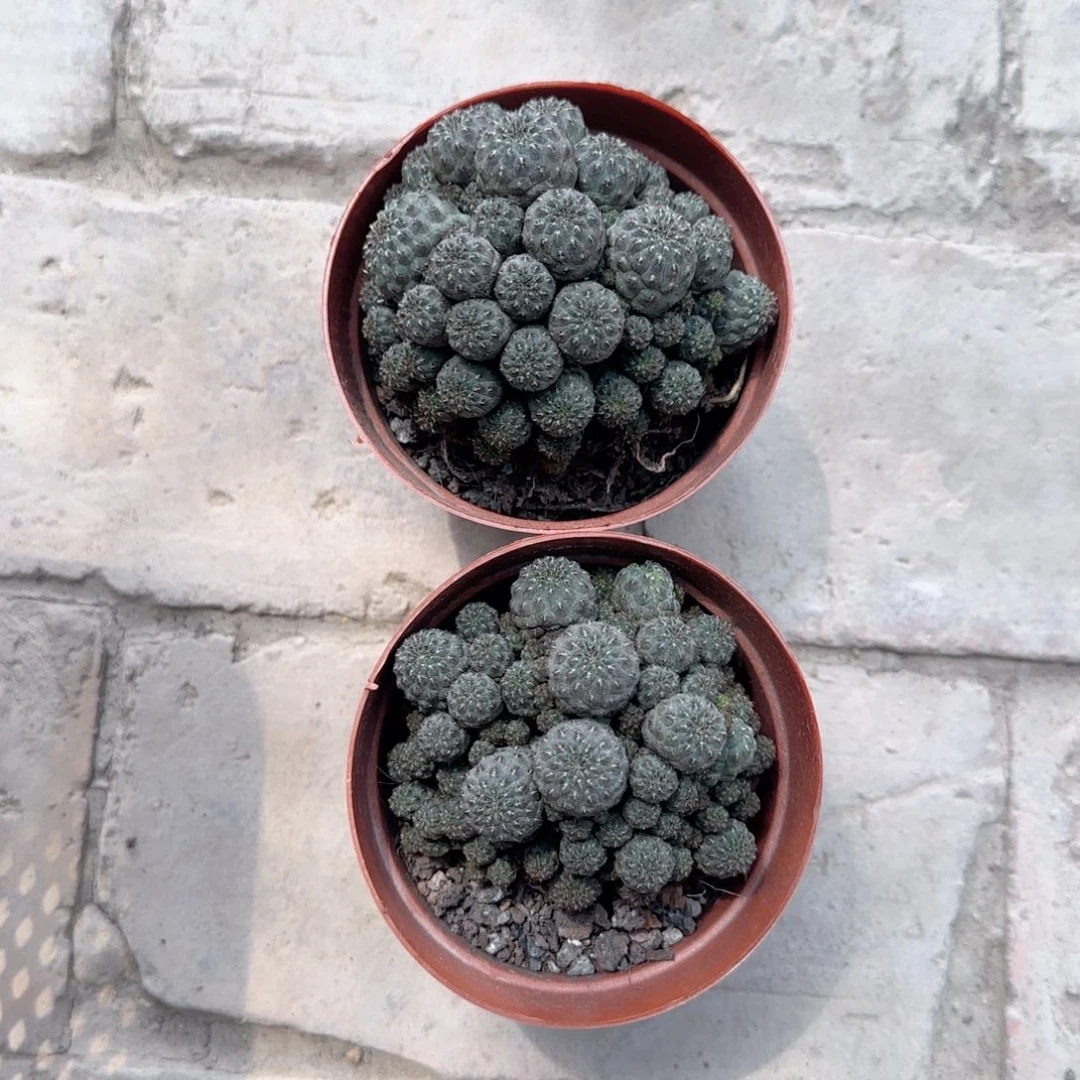 红丽丸群生多肉植物