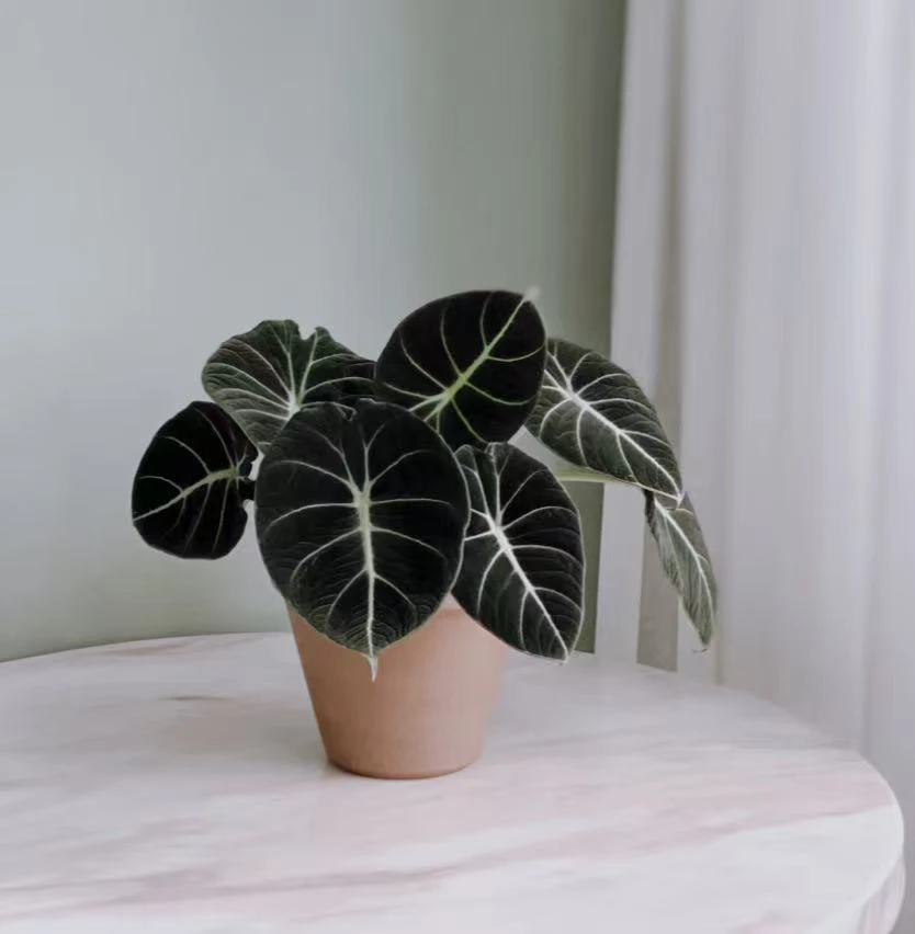 【黑天鹅绒海芋】室内净化空气绿植盆栽好养适合办公桌窗台