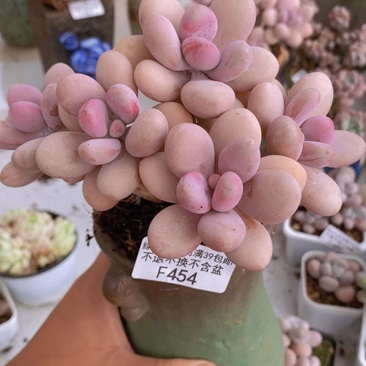 糖果桃蛋老桩13cm454多肉