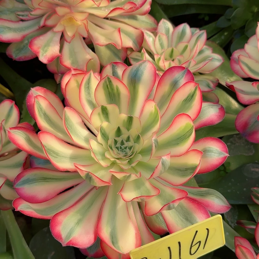 3-1161-++爱丽丝多肉