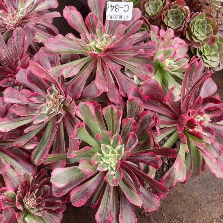 846铜花顺多肉123455789