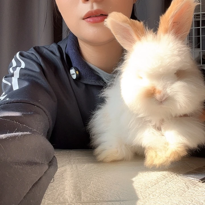 阿***婷网红英系安哥拉兔碎班弟弟67