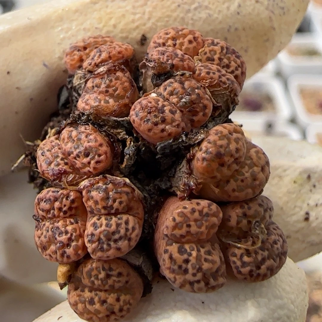 6-5-225当天满38包邮豹点