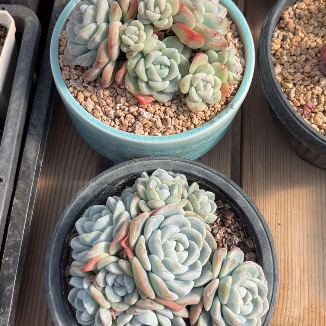 新年快乐 新年快乐 新年快乐