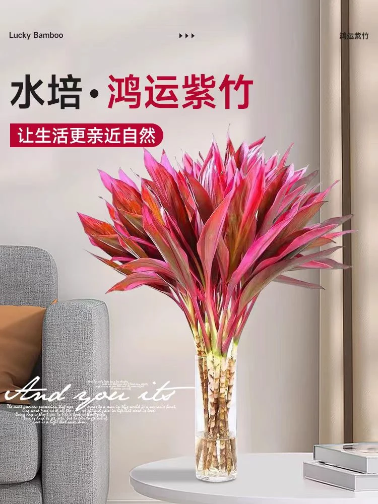 鸿运竹紫竹富贵竹鸿运当头室内红朱蕉简单好养净化空气水