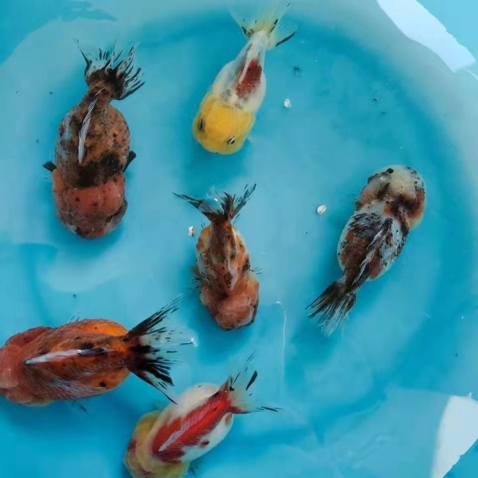 渔场直发元宝狮泰狮百褶泰狮冷水金鱼