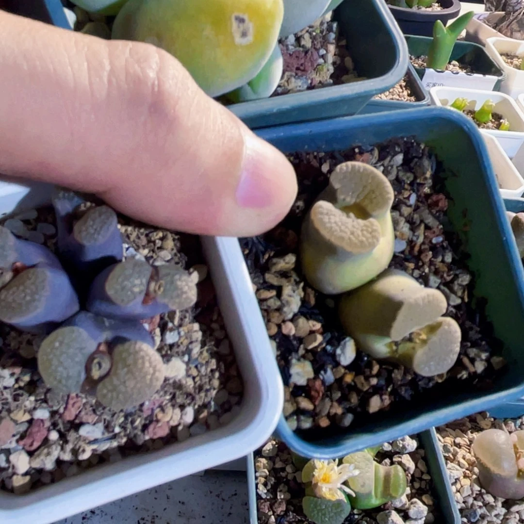 우***の宝辉风铃磁铁植物一物一拍